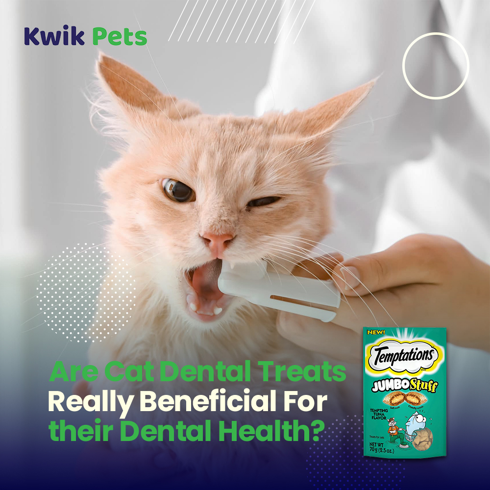 cheristin for cats