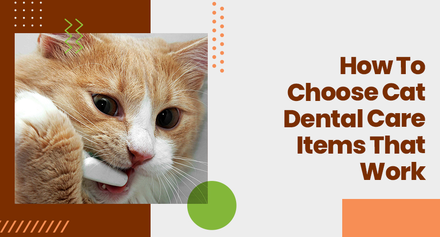 How To Choose Cat Dental Care Items That Work