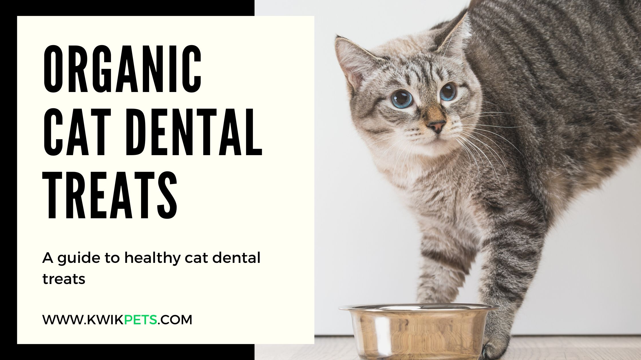 cat dental chew